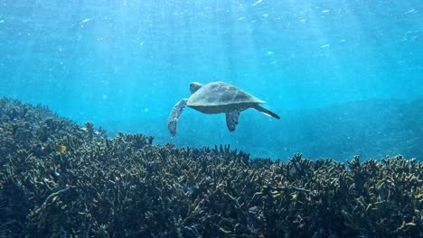 Scene-Of-A-Floating-Green-Sea-Turtles-Undersea-During-Sunny-Day