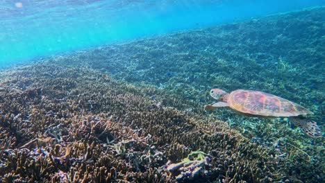 Schnorcheln-In-Kristallklarem-Wasser-Mit-Grünen-Meeresschildkröten-Im-Kristallklaren-Ozean