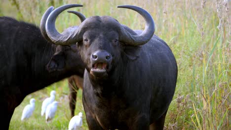 Cape-buffalos-grazing-in-grass-field,-portrait