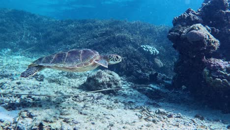 Nahaufnahme-Einer-Verengten-Meeresschildkröte,-Die-Im-Kristallblauen-Ozean-Schwimmt---Unter-Wasser,-Seitenansicht