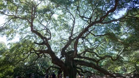 Angel-Oak-Tree-Weitwinkel,-South-Carolina,-4k