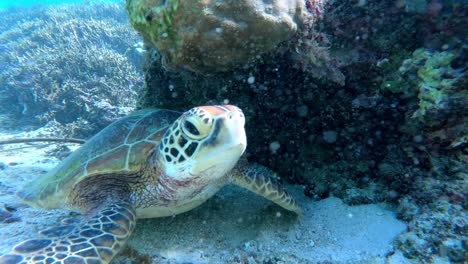 A-Green-Sea-Turtle-Laying-Underneath-Coral-In-Tropical-Clear-Water
