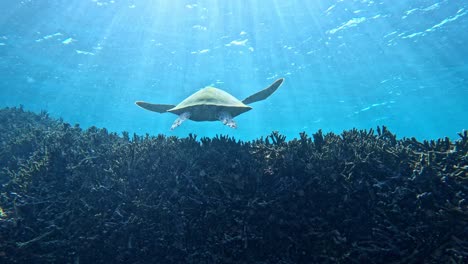 Closeup-Of-A-Sea-Turtle-Swimming-Under-The-Tropical-Blue-Sea---underwater,-back-view