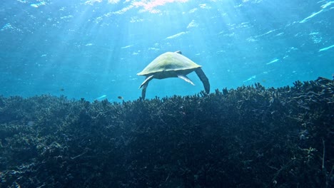 Szene-Des-Schwimmens-Grüner-Meeresschildkröten-Unter-Wasser-An-Sonnigen-Tagen