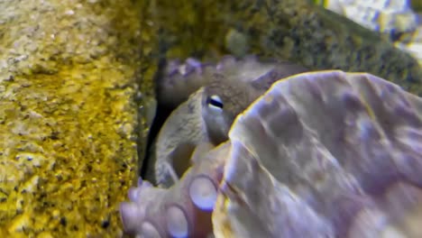Octopus-color-changing-while-hiding-between-two-rocks-and-a-clam-shell