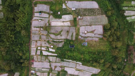 Luftaufnahme-Von-Reisfeldern-Auf-Landwirtschaftlichen-Feldern-In-Bali,-Indonesien