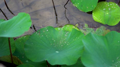 Slow-motion-shot-of-water-drops-falling-from-lush-lotus-leaf-pond,-Close-up
