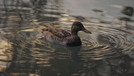 Close-up-duck-floating-on-lake-water-in-beautiful-sunset-lighting