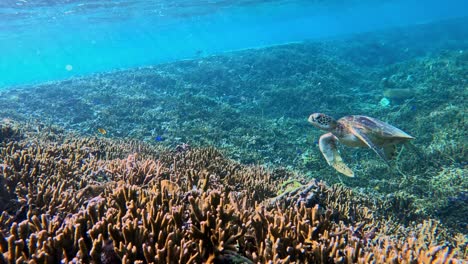 Nahaufnahme-Einer-Meeresschildkröte,-Die-über-Korallenriff-Im-Kristallblauen-Ozean-Schwimmt---Unterwasseraufnahme