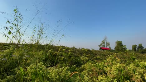 Wide-shot-of-countryside-green-vegetation-with-small-red-building-on-distance