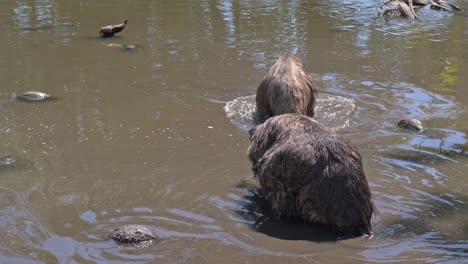 Zwei-Emu-Vögel,-Die-In-Seichtem-Wasser-In-Queensland,-Australien,-Spazieren