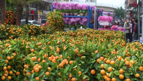 A-street-stall-selling-kumquat-trees,-also-known-as-tangerine-trees,-a-typical-Chinese-New-Year-decorative-ornament-for-households-and-businesses-ahead-of-the-Lunar-Chinese-New-Year