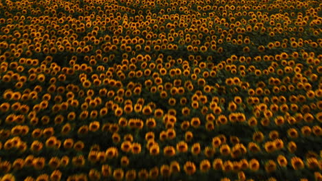 Luftdrohne,-Die-Bei-Sonnenuntergang-über-Einem-Sonnenblumenfeld-Mit-Leuchtend-Gelb-Blühenden-Blumen-Geschossen-Wurde