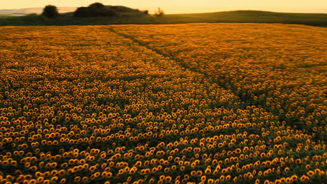 Aerial-drone-shot-of-a-sunflower-field,-with-bright-yellow-bloomed-flowers,-at-sunset