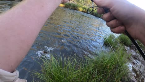 Point-of-view-shot-of-a-man-catching-a-brown-trout-with-a-fishing-rod-and-reel-out-of-a-small-river-in-Australias-high-country