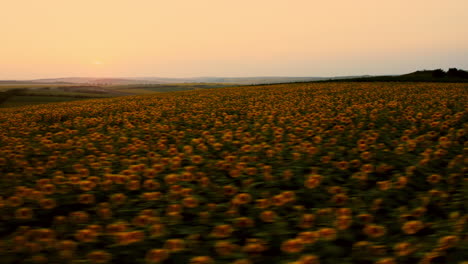 Drone-fly-above-sunflower-field-during-sunset,-vibrant-colorful-scenic-aerial-landscape-establishing-shot