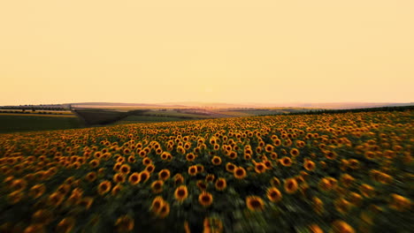 Filmische-Luftaufnahme-über-Sonnenblumenfeld-Ackerland-Bei-Sonnenuntergang,-Die-Während-Der-Sommersaison-In-Geringer-Höhe-über-Goldenes-Landwirtschaftliches-Land-In-Ländlicher-Region-Fliegt