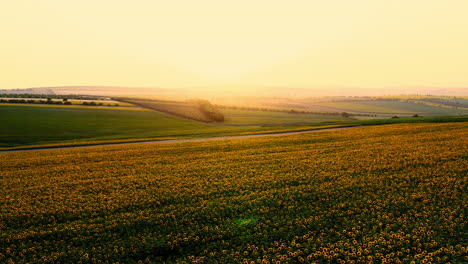 Aerial-landscape-drone-view-over-sunflower-fields,-with-bright-yellow-bloomed-flowers,-in-the-countryside-at-sunset
