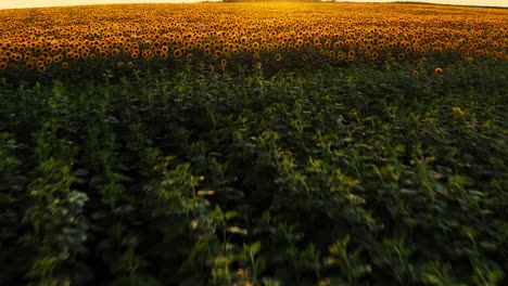 Transition-from-not-grown-sunflower-to-full-grown-field