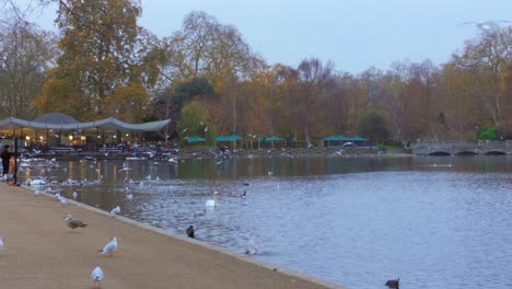 Birds-in-the-lake-in-Hyde-park-in-London,-UK