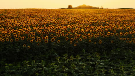 Schönes-Gelb-Blühendes-Sonnenblumenfeld,-Hinterleuchtet-Von-Goldenem-Sonnenuntergang
