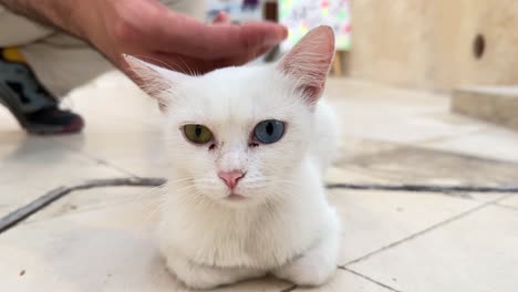 Streicheln-Sie-Eine-Hübsche,-Weiße,-Schöne-Katze-Mit-Unterschiedlichen-Augenfarben,-Gold,-Blau,-Rosa,-Ohr,-Flauschig,-Entspannen-Sie-Sich,-Ruhe-In-Der-Nacht,-Porträt,-Nahaufnahme,-Schussansicht-In-Doha,-Katar