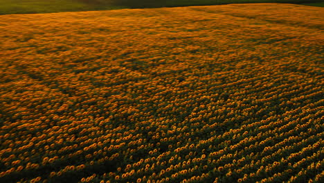Sonnenblumenfeld-ackerland-Bei-Sonnenuntergang,-Luftaufnahme-Des-Goldenen-Landwirtschaftlichen-Weiten-Landes-In-Der-Ländlichen-Region-Während-Der-Sommersaison-In-Moldawien