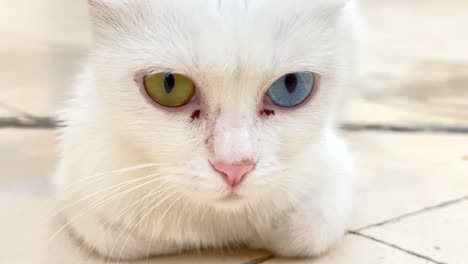 Nahaufnahme-Der-Weißen-Khao-Manee-Kätzchenkatze-Mit-Goldbraunem,-Blauem,-Andersfarbigem-Auge-In-Einer-Sicheren,-Entspannten-Porträtaufnahme