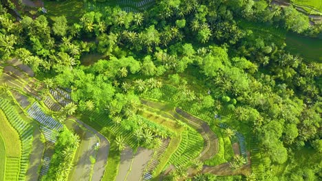 Drohnenaufnahme-Von-Reisfeldern-Und-Plantagen-Mit-Grünen-Bäumen-Darauf---Wunderschöne-Ländliche-Landschaft-Indonesiens