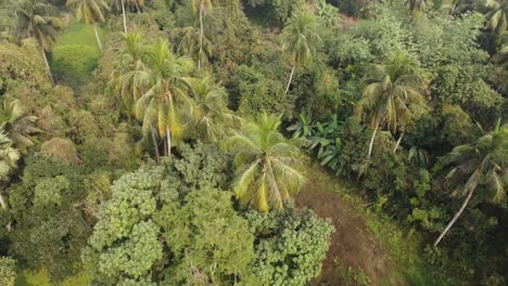 Ariel-view-shot-of-jungle-or-forest