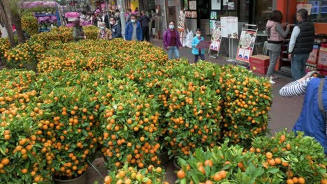 A-street-stall-vendor-arranges-kumquat-trees,-also-known-as-tangerine-trees,-for-sale-typical-Chinese-New-Year-in-Hong-Kong