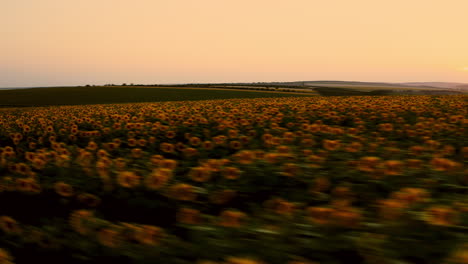 Sonnenblumenfeld-ackerland-Bei-Sonnenuntergang,-Luftaufnahme-Des-Goldenen-Landwirtschaftlichen-Weiten-Landes-In-Der-Ländlichen-Region-Während-Der-Sommersaison-In-Moldawien