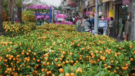 Chinese-customers-and-pedestrians-walk-past-a-street-market-selling-kumquat-trees,-also-known-as-tangerine-trees,-a-typical-decorative-ornament-ahead-of-the-Lunar-Chinese-New-Year-festivities