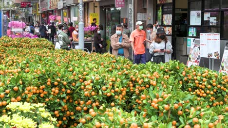Fußgänger-Gehen-An-Einem-Straßenstand-Vorbei,-An-Dem-Kumquat-Bäume-Verkauft-Werden,-Die-Auch-Als-Mandarinenbäume-Bekannt-Sind,-Eine-Typische-Chinesische-Neujahrsdekoration-Für-Haushalte-Und-Unternehmen-Vor-Den-Feierlichkeiten