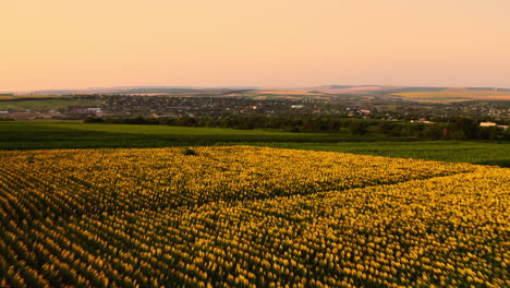 Sonnenblumenfeld-ackerland-Bei-Sonnenuntergang,-Luftaufnahme-Des-Goldenen-Landwirtschaftlichen-Weitläufigen-Landes-In-Der-Ländlichen-Region-Während-Der-Sommersaison