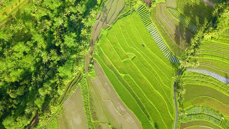 Aerial-view-of-green-rice-field-with-trees---Countryside-of-Indonesia