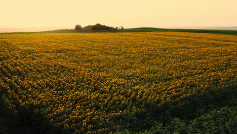 Relaxing,-slow-shot-of-Sunflower-field-during-golden-hour