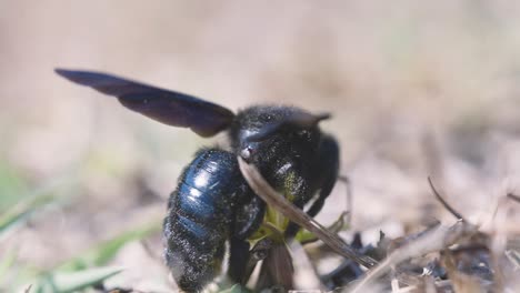 Slowmotion-macro-shot-of-a-Blue-bee-or-bumblebee,-Violet-Carpenter-bee-Xylocopa-violacea-pollinating-a-flower-taking-the-yellow-nectar-nutrients-out-of-a-flower-then-flying-off