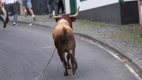 Bull-Läuft-Auf-Der-Straße-In-Der-Stadt-Sao-Mateus-Da-Calheta-Während-Des-Stierkampfes-Auf-Der-Dritten-Insel,-Azoren,-Portugal