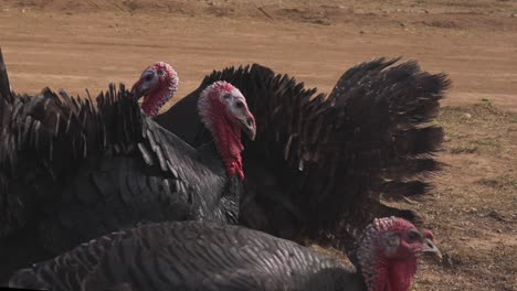 Slowmotion-shot-of-a-group-of-turkeys-walking-and-shaking-their-heads-in-the-open-desert-road