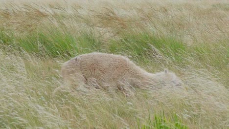 Funny-Alpaca-rolling-in-the-grass,-shaking-its-head,-scratching-its-stomach-and-finally-grazing