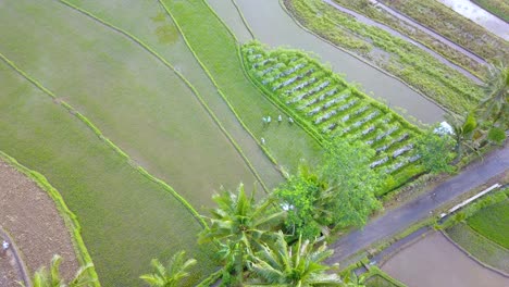 Vogelperspektive-Aus-Der-Luft,-Die-Eine-Gruppe-Von-Landwirten-Zeigt,-Die-Reissamen-Auf-Ländlichen-Feldern-In-Asien-Pflanzen