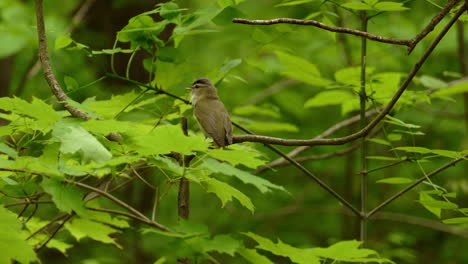 Rotäugiger-Vireo-Vogel-Auf-Ast-Mit-Grünen-Blättern,-Forstwirtschaftlicher-Hintergrund,-Teleaufnahme
