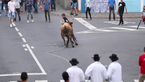 Bullfighting-On-A-Rope-In-The-Town-Of-Sao-Mateus-da-Calheta-On-Terceira-Island,-Azores,-Portugal