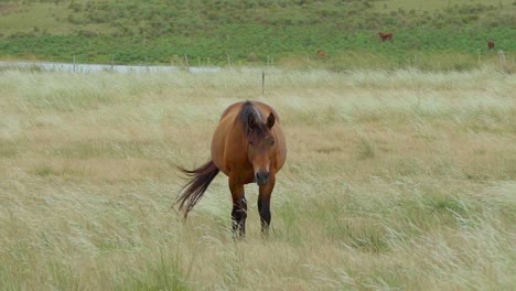 Horse-standing-on-a-pasture,-grazing,-looking-at-the-camera,-while-the-grass-is-moving-in-the-wind,-Uruguay