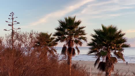 Panoramic-view-palm-trees-at-golden-sunset-in-ocean