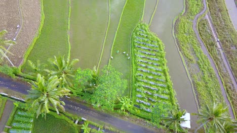 Drone-shot-of-the-farmers-are-working-in-the-rice-field-to-planting-paddy-plants
