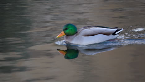 Male-mallard-duck-swimming-on-a-river