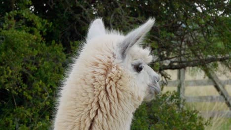 Close-up-of-a-happy-alpaca-standing-in-front-of-tree,-looking-into-the-distance