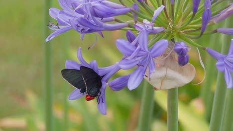 Black-red-moth-drinking-nectar-of-a-Agapanthus-flower-and-then-flying-away